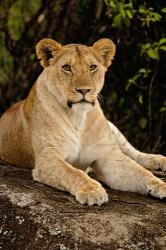 Lion, Panthera leo, Serengeti National Park, Tanzania | Obraz na stenu