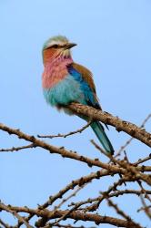 Lilac breasted Roller, Serengeti National Park, Tanzania | Obraz na stenu