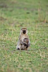 Vervet monkey, Serengeti National Park, Tanzania | Obraz na stenu