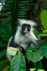 Tanzania: Zanzibar, Jozani NP, red colobus monkey | Obraz na stenu