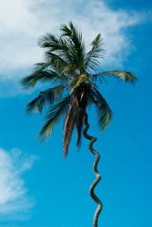 Tanzania: Zanzibar, curly-que trunk of palm tree inland | Obraz na stenu