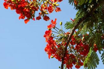 Close-up of African flame tree, Stone Town, Zanzibar, Tanzania | Obraz na stenu