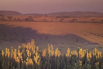 Landscape View, Serengeti National Park, Tanzania | Obraz na stenu