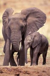 African Elephants, Tarangire National Park, Tanzania | Obraz na stenu
