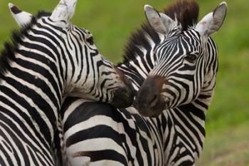 Plains zebras, Ngorongoro Conservation Area, Tanzania | Obraz na stenu