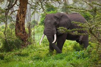 African elephant, Ngorongoro Conservation Area, Tanzania | Obraz na stenu