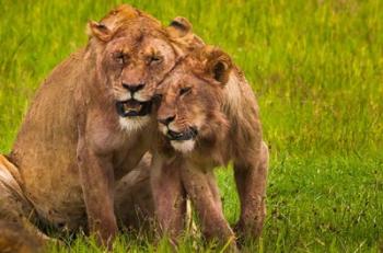 African lions, Ngorongoro Conservation Area, Tanzania | Obraz na stenu
