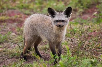 Bat-eared fox, Serengeti NP, Tanzania. | Obraz na stenu