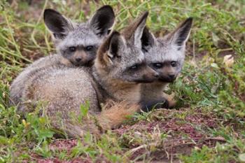 Bat-eared foxes, Serengeti National Park, Tanzania | Obraz na stenu