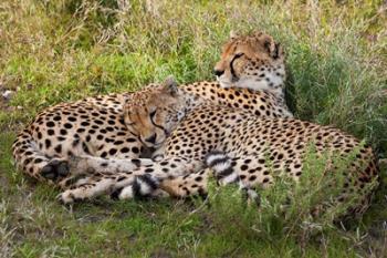 Cheetahs, Serengeti National Park, Tanzania | Obraz na stenu