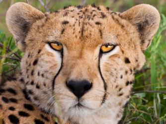 Cheetah, Serengeti National Park, Tanzania | Obraz na stenu