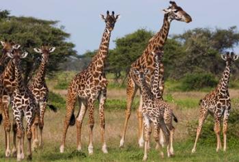 Maasai giraffe, Serengeti NP, Tanzania. | Obraz na stenu