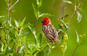 Red-headed Quelea, Serengeti National Park, Tanzania | Obraz na stenu