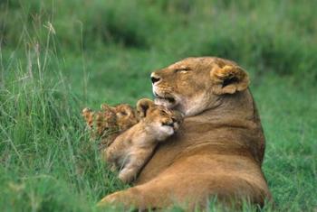 Tanzania, Ngorongoro Crater. African lion family | Obraz na stenu