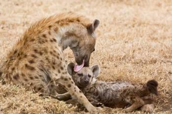 Tanzania, Ngorongoro Conservation Area, Spotted hyena | Obraz na stenu