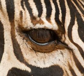 Tanzania, Tarangire National Park, Common zebra eye | Obraz na stenu