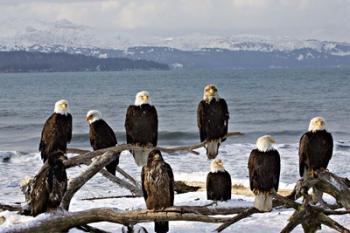 Bald Eagles in Winter, Homer, Alaska | Obraz na stenu