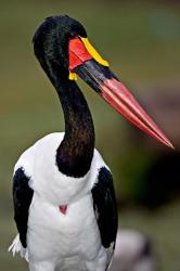 Saddle-Billed Stork Portrait, Tanzania | Obraz na stenu