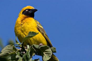 Speke's Weaver, Tanzania | Obraz na stenu