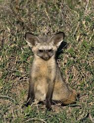 Bat-Eared Fox, Tanzania | Obraz na stenu