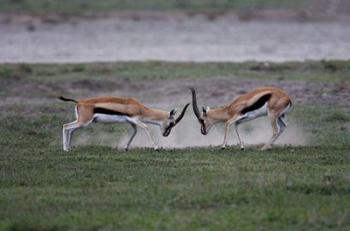 Thomson's Gazelles Fighting, Tanzania | Obraz na stenu