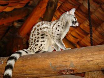 Common Genet in the Ndutu Lodge, Tanzania | Obraz na stenu