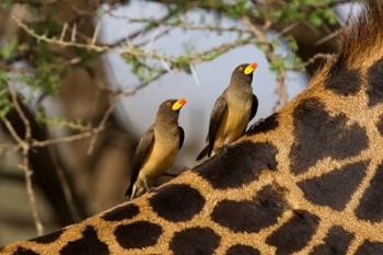 Yellow-Billed Oxpeckers on the Back of a Giraffe, Tanzania | Obraz na stenu
