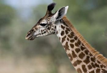 Close-up of Masai Giraffe, Tanzania | Obraz na stenu