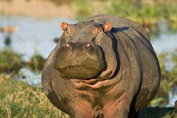 Hippopotamus, Tanzania | Obraz na stenu