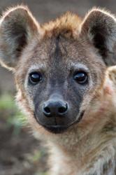 Young Spotted Hyena, Tanzania | Obraz na stenu