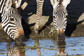 Burchell's Zebras Drinking, Tanzania | Obraz na stenu