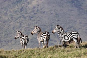Three Zebras Watch a Lion Approach, Tanzania | Obraz na stenu