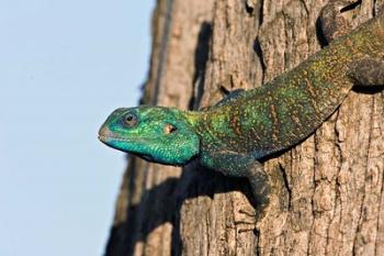 Green-Headed Agama Lizard, Tanzania | Obraz na stenu