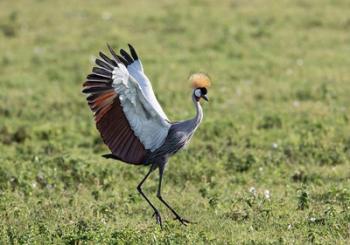 Africa, Tanzania, Ngorongoro Crater. Grey Crowned Crane dancing. | Obraz na stenu