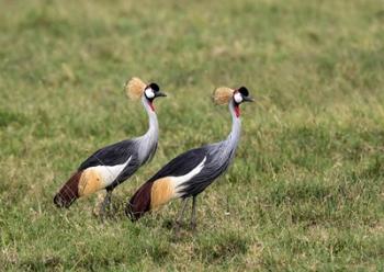 Two Crowned Cranes, Ngorongoro Crater, Tanzania | Obraz na stenu