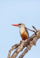 Grey-headed Kingfisher, Tanzania | Obraz na stenu