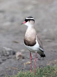 Africa, Tanzania, Serengeti. Crowned Lapwing. | Obraz na stenu