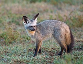 Bat-eared Fox, Serengeti, Tanzania | Obraz na stenu