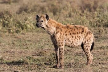 Africa, Tanzania, Serengeti. Spotted hyena, Crocuta crocuta. | Obraz na stenu