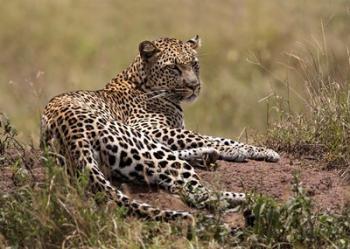 Africa, Tanzania, Serengeti. Leopard, Panthera pardus. | Obraz na stenu