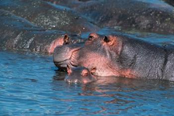 Mother and Young Hippopotamus, Serengeti, Tanzania | Obraz na stenu