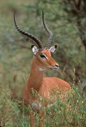 Wild Male Impala, Tanzania | Obraz na stenu