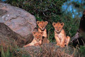 Den of Lion Cubs, Serengeti, Tanzania | Obraz na stenu