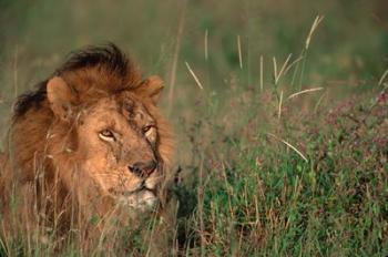 Head of Male African Lion, Tanzania | Obraz na stenu