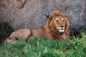 Portrait of Male African Lion, Tanzania | Obraz na stenu