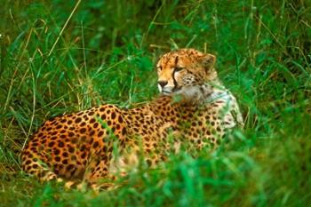 Cheetah Lying In Grass On The Serengeti | Obraz na stenu