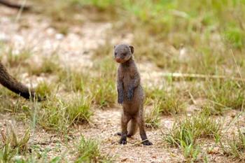 Serengeti, Tanzania, Banded mongoose baby | Obraz na stenu