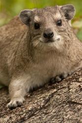 Tanzania, Serengeti NP, Hyrax wildlife | Obraz na stenu