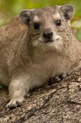 Tanzania, Serengeti NP, Hyrax wildlife | Obraz na stenu