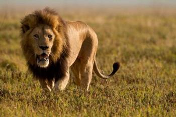 Lion, Ngorongoro Crater, Serengeti National Park, Tanzania | Obraz na stenu